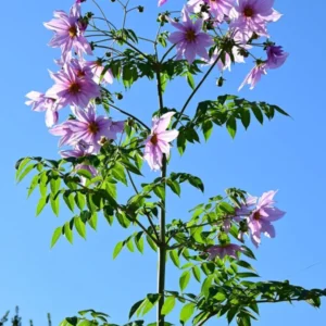 Dahlie Imperialis mit rosa Blütenrispen