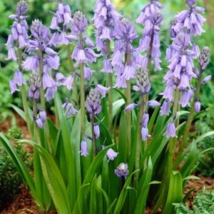 Spanisches Hasenglöckchen ‚Excelsior Blue‘